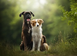 Border collie i bokser na trawie obok krzaczka