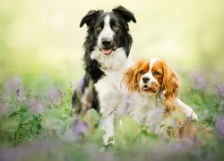 Border collie i cavalier king charles spaniel