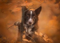 Pies, Border collie, Mordka, Drzewko, Liście, Rozmyte, Tło