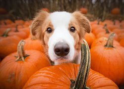 Border collie i dynie