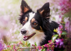 Łaciaty, Border collie, Kwiaty