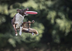 Border Collie, Sportowe, Zawody, Frisbee