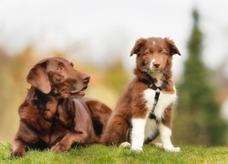 Dwa, Psy, Labrador retriever, Border collie