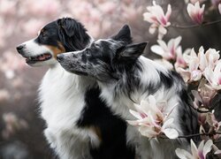 Border collie i owczarek australijski obok magnolii