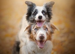 Psy, Border collie, Owczarek australijski