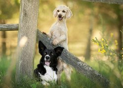 Psy, Border collie, Pudel, Płot, Trawa, Kwiaty, Rośliny