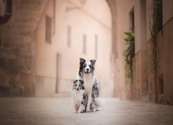 Psy, Border collie, Szczeniak, Owczarek szetlandzki, Uliczka, Kamienice