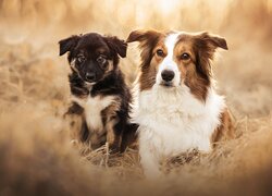 Border collie i szczeniak w trawie