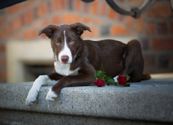 Pies, Krótkowłosy, Border collie, Kwiaty, Murek