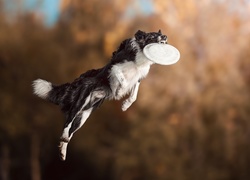 Border collie, Frisbee