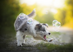 Pies, Border collie, Zabawa, Bańki