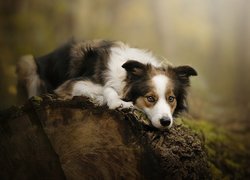 Pies, Border collie, Mordka, Kłoda