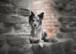 Pies, Border collie, Mur, Cegły