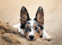 Pies, Border collie, Mordka, Piasek