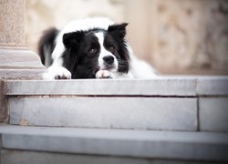 Border collie leżący na schodach