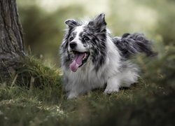 Border collie, Drzewo, Trawa