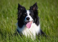 Border collie leżący w trawie