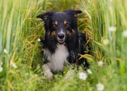 Leżący, Pies, Border collie, Zboże