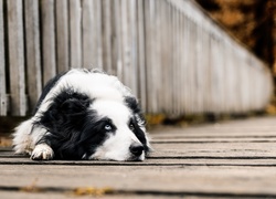 Border collie leży na drewnianym moście