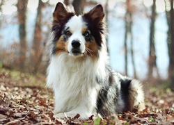 Border collie, Las, Liście