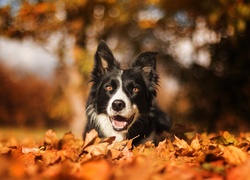 Border collie, Suche, Liście, Bokeh