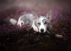 Border collie leży we wrzosach