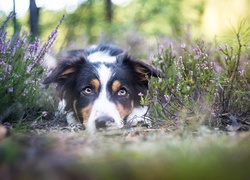 Leżący, Border Collie, Mordka, Wrzos