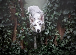 Border collie, Bluszcz