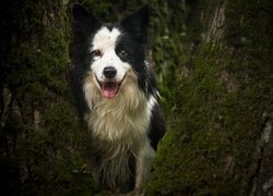 Pies, Border collie, Drzewo
