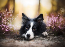 Border collie między kwiatami wrzosu