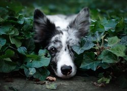 Pies, Border collie, Mordka, Roślina, Bluszcz, Listki