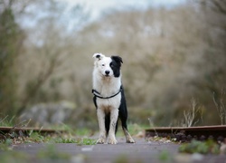 Border collie między torami z rozmytymi roślinami w tle