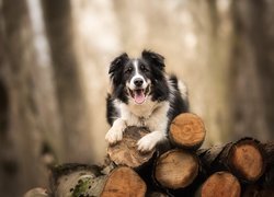 Pies, Border collie, Pocięte, Drzewo, Bale