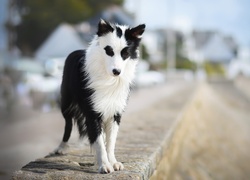 Border collie na betonowym murku
