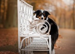 Pies, Border collie, Biała, Ławka