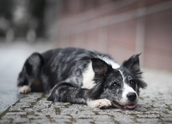 Pies, Border collie, Mordka, Bruk