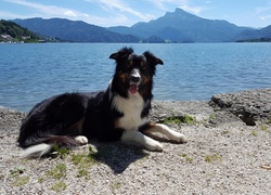 Pies, Border collie, Jezioro, Góry