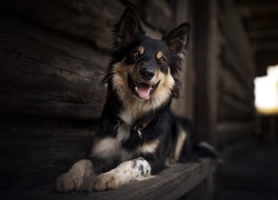 Pies, Border Collie, Ławka, Dom