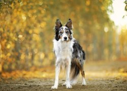 Pies, Border collie, Droga