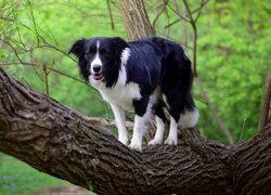 Pies, Border collie, Drzewo, Konar, Gałązki, Liście