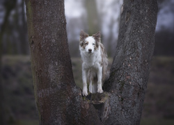 Drzewo, Pies, Border collie