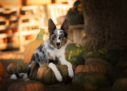 Leżący, Pies, Border collie, Dynie