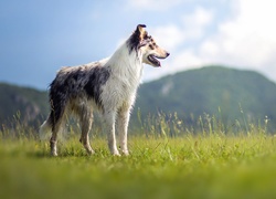 Widok, Góry, Łąka, Trawa, Border collie