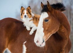 Border collie na grzbiecie konia