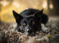 Leżący, Pies, Border collie, Mordka, Kamienie