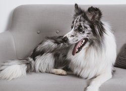 Border collie na kanapie