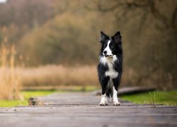 Pies, Biało-czarny, Border collie, Kładka