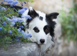 Leżący, Border collie, Mordka, Kwiaty, Krawężnik