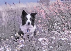 Border collie na kwiatowej łące