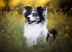Pies, Border collie, Łąka, Żółte, Kwiaty
